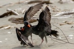 Variable oystercatcher | Tōrea pango. Adults disputing territory. Waikanae River estuary, October 2017. Image © Roger Smith by Roger Smith.