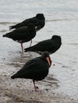 Variable oystercatcher | Tōrea pango. Adults roosting. Waiheke Island, October 2012. Image © Alan Tennyson by Alan Tennyson.