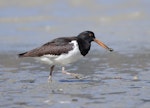 South Island pied oystercatcher | Tōrea. Juvenile. Quail Island, Lyttelton Harbour, March 2023. Image © Glenn Pure by Glenn Pure.