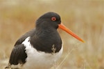 South Island pied oystercatcher | Tōrea. Breeding adult close-up. Lake Lyndon, September 2013. Image © Steve Attwood by Steve Attwood.