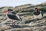 South Island pied oystercatcher | Tōrea. Adults showing front and rear views. Napier, November 2009. Image © Dick Porter by Dick Porter.