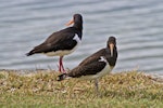 South Island pied oystercatcher | Tōrea. Immature bird (front) with adult. Ruakaka, April 2012. Image © Raewyn Adams by Raewyn Adams.