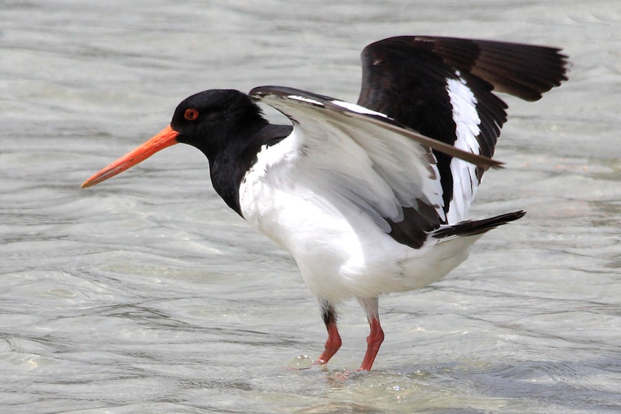 South Island pied oystercatcher | Tōrea. Adult showing underwing. Boulder Bank, Nelson, January 2008. Image © Rebecca Bowater by Rebecca Bowater FPSNZ.