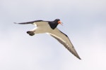 South Island pied oystercatcher | Tōrea. Adult in flight, ventral view. Manukau Harbour, December 2015. Image © Oscar Thomas by Oscar Thomas.