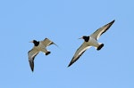 South Island pied oystercatcher | Tōrea. Adults in flight, ventral view. Whangaehu River estuary, February 2015. Image © Ormond Torr by Ormond Torr.