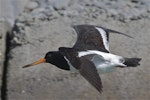 South Island pied oystercatcher | Tōrea. Sub-adult in flight, dorsal view. Avon-Heathcote estuary, March 2014. Image © Steve Attwood by Steve Attwood.