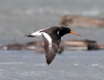 South Island pied oystercatcher | Tōrea. Immature in flight. Manawatu River estuary, March 2009. Image © Phil Battley by Phil Battley.