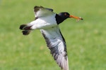 South Island pied oystercatcher | Tōrea. Adult in flight with worm taken from pasture. Ambury Regional Park, August 2013. Image © Bruce Buckman by Bruce Buckman.