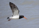 South Island pied oystercatcher | Tōrea. Adult in flight. Quail Island, Lyttelton Harbour, March 2023. Image © Glenn Pure by Glenn Pure.