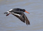 South Island pied oystercatcher | Tōrea. Adult in flight. Quail Island, Lyttelton Harbour, March 2023. Image © Glenn Pure by Glenn Pure.