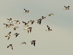 South Island pied oystercatcher | Tōrea. Flock in flight. Wanganui, January 2010. Image © Ormond Torr by Ormond Torr.