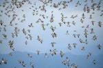 South Island pied oystercatcher | Tōrea. Flocking. Pukorokoro Miranda Shorebird Centre, March 2019. Image © Mark Lethlean by Mark Lethlean.