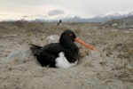 South Island pied oystercatcher | Tōrea. Adult on nest. Ashburton River, Hakatere, September 2009. Image © Craig McKenzie by Craig McKenzie.