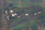 South Island pied oystercatcher | Tōrea. Flock in flight. Miranda. Image © Noel Knight by Noel Knight.