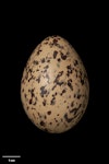 South Island pied oystercatcher | Tōrea. Egg (55.8 x 39.3 mm). NMNZ OR.030188, collected by Tom Hitchon. Belfast, Christchurch, September 2017. Image © Te Papa by Jean-Claude Stahl.