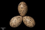 South Island pied oystercatcher | Tōrea. Clutch. NMNZ OR.030188, collected by Tom Hitchon. Belfast, Christchurch, September 2017. Image © Te Papa by Jean-Claude Stahl.