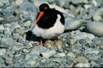 South Island pied oystercatcher | Tōrea. Adult at nest with 3 eggs. Ohau River, January 1977. Image © Department of Conservation (image ref: 10032186) by Dick Veitch, Department of Conservation.