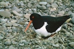 South Island pied oystercatcher | Tōrea. Adult on nest with egg. Waituna Wetlands Scientific Reserve. Image © Department of Conservation (image ref: 10048683) by Gordon Watson, Department of Conservation.