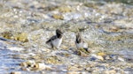 South Island pied oystercatcher | Tōrea. Recently-hatched chicks. Waima/Ure River mouth, October 2020. Image © Derek Templeton by Derek Templeton.