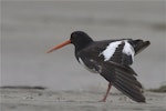 South Island pied oystercatcher | Tōrea. Adult stretching wing. Ashley estuary, Canterbury, November 2012. Image © Steve Attwood by Steve Attwood.