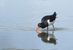 South Island pied oystercatcher | Tōrea. Immature bird feeding. Wenderholm Regional Park, Auckland, January 2010. Image © Eugene Polkan by Eugene Polkan.