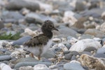 South Island pied oystercatcher | Tōrea. Chick. Mataura River, Eastern Southland, September 2012. Image © Glenda Rees by Glenda Rees.