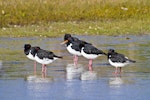 South Island pied oystercatcher | Tōrea. Adults resting. Ruakaka, April 2012. Image © Raewyn Adams by Raewyn Adams.