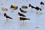 South Island pied oystercatcher | Tōrea. Adults showing various aspects. Golden Bay, January 2008. Image © Rebecca Bowater by Rebecca Bowater FPSNZ.