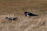 South Island pied oystercatcher | Tōrea. Pair at nest site. Central Otago, August 2010. Image © Peter Reese by Peter Reese.