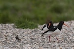 South Island pied oystercatcher | Tōrea. Pair with chick. Mataura River, Southland, September 2012. Image © Glenda Rees by Glenda Rees.