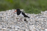 South Island pied oystercatcher | Tōrea. Adult with chick. Mataura River, Eastern Southland, September 2012. Image © Glenda Rees by Glenda Rees.