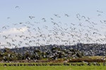 South Island pied oystercatcher | Tōrea. Flock in flight and on ground. Mangere Bridge, Auckland, April 2012. Image © Malcolm Pullman by Malcolm Pullman.