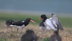 South Island pied oystercatcher | Tōrea. Adults fighting. Mangere Bridge, December 2015. Image © George Curzon-Hobson by George Curzon-Hobson.