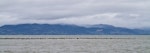 South Island pied oystercatcher | Tōrea. Large flock roosting on sandbar at high tide. Miranda, March 2012. Image © Raewyn Adams by Raewyn Adams.