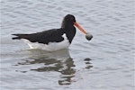 South Island pied oystercatcher | Tōrea. Adult carrying shelfish prey. Avon-Heathcote estuary, June 2014. Image © Steve Attwood by Steve Attwood.