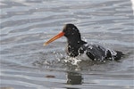 South Island pied oystercatcher | Tōrea. Adult bathing. Avon-Heathcote estuary, June 2014. Image © Steve Attwood by Steve Attwood.