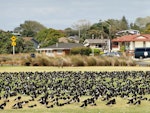 South Island pied oystercatcher | Tōrea. Wintering flock on grass reserve at high tide. Kiwi Esplanade, Mangere Bridge, May 2014. Image © Jacqui Geux by Jacqui Geux.