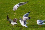 South Island pied oystercatcher | Tōrea. Adult hunting for worms in pasture being mobbed by red-billed gulls. Ambury Regional Park, August 2013. Image © Bruce Buckman by Bruce Buckman.