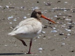 South Island pied oystercatcher | Tōrea. Leucistic adult. Collingwood, Golden Bay, January 2021. Image © Paul Peychers by Paul Peychers.