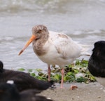 South Island pied oystercatcher | Tōrea. Leucistic adult. Shelly Beach, South Kaipara Head, February 2020. Image © Denise Poyner by Denise Poyner.