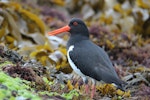 Chatham Island oystercatcher | Tōrea tai. Adult. Mangere Island, Chatham Islands, December 2022. Image © Steve Pilkington by Steve Pilkington.