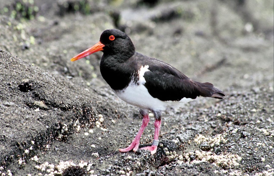 Chatham Island oystercatcher | Tōrea tai. Adult. Rangatira Island, Chatham Islands. Image © David Merton by Don Merton.