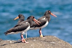 Chatham Island oystercatcher | Tōrea tai. Adult pair with juvenile at rear. Rangatira Island, Chatham Islands, February 2011. Image © Art Polkanov by Art Polkanov.