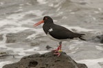 Chatham Island oystercatcher | Tōrea tai. Adult. Pitt Island, Chatham Islands, October 2020. Image © James Russell by James Russell.