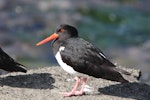 Chatham Island oystercatcher | Tōrea tai. Adult. Mangere Island, Chatham Islands, December 2022. Image © Steve Pilkington by Steve Pilkington.