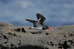 Chatham Island oystercatcher | Tōrea tai. Adult in flight showing underwing. Rangatira Island, February 2010. Image © David Boyle by David Boyle.