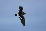 Chatham Island oystercatcher | Tōrea tai. Dorsal view of adult in flight. Rangatira Island, February 2010. Image © David Boyle by David Boyle.