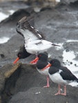 Chatham Island oystercatcher | Tōrea tai. Three adults. Rangatira Island, March 2013. Image © Nikki McArthur by Nikki McArthur.