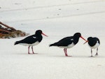 Chatham Island oystercatcher | Tōrea tai. Adults with juvenile. Waitangi West, Chatham Islands, January 2011. Image © Alan Tennyson by Alan Tennyson.