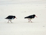 Chatham Island oystercatcher | Tōrea tai. Juvenile following adult. Waitangi West, Chatham Islands, January 2011. Image © Alan Tennyson by Alan Tennyson.